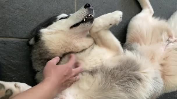 Een Siberische Husky Hond Ontspannen Wrijft Zijn Rug Vloer — Stockvideo