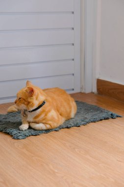 Kızıl bir kedinin kapının önünde oturup rahatladığı bir fotoğraf.