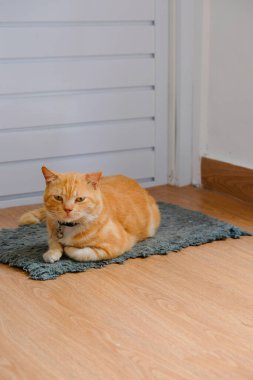 Kızıl bir kedinin kapının önünde oturup rahatladığı bir fotoğraf.