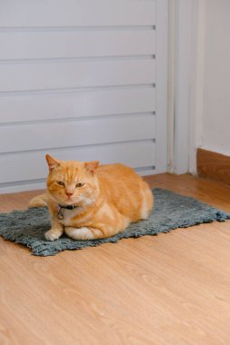 Kızıl bir kedinin kapının önünde oturup rahatladığı bir fotoğraf.
