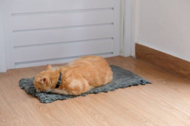 a photo of a ginger cat sitting and relaxing on the mat in front of the door clipart