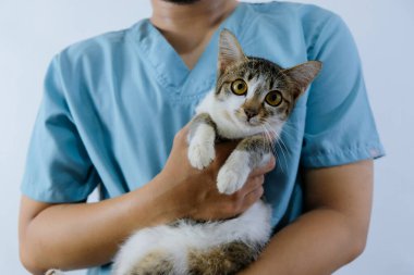 Yakışıklı erkek veteriner doktorun beyaz arka planda veteriner kliniğinde kucağında sevimli bir kedi yavrusu resmi.