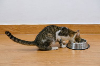 Kâsede kedi maması yiyen bir kedi resmi.