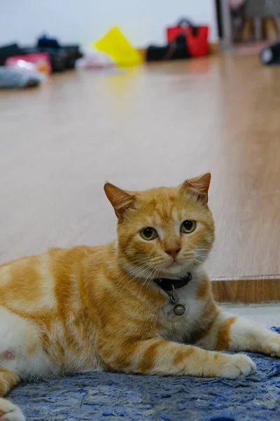 Egy Fénykép Egy Vörös Macskáról Amint Ajtó Előtt Pihen Lábtörlőn — Stock Fotó