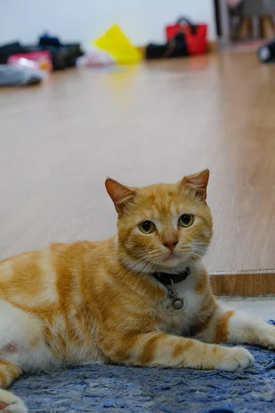 玄関前のマットの上に座ってリラックスした生姜猫の写真 — ストック写真