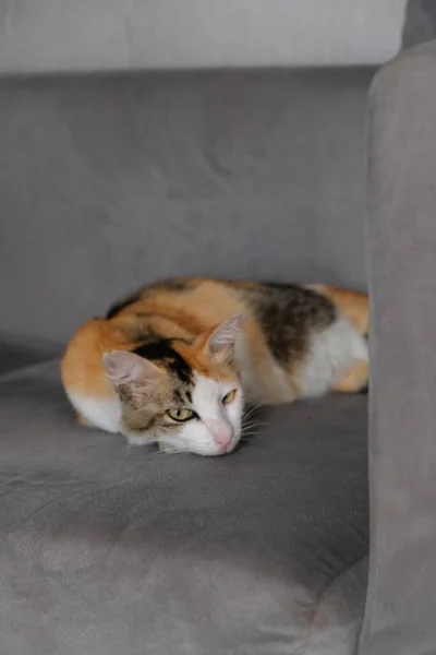 Tabby Kot Śpiący Kanapie Uczucie Relaksu — Zdjęcie stockowe