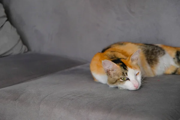 Bir Tekir Kedi Kanepede Uyuyor Rahatlamış Hissediyor — Stok fotoğraf