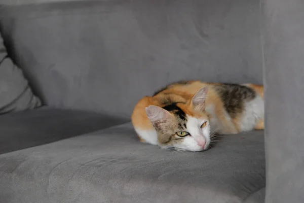 Seekor Kucing Yang Sedang Tidur Sofa Merasa Santai — Stok Foto