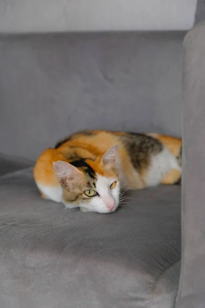 Μια Γάτα Που Κοιμάται Στον Καναπέ Χαλαρώνει — Φωτογραφία Αρχείου