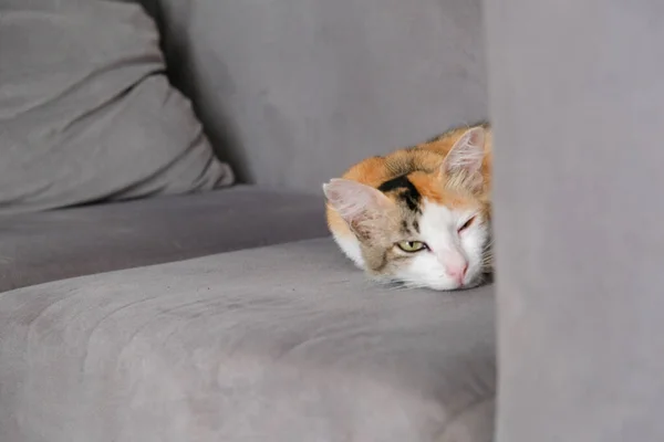 Pisică Tabby Dormind Canapea Simțindu Relaxată — Fotografie, imagine de stoc
