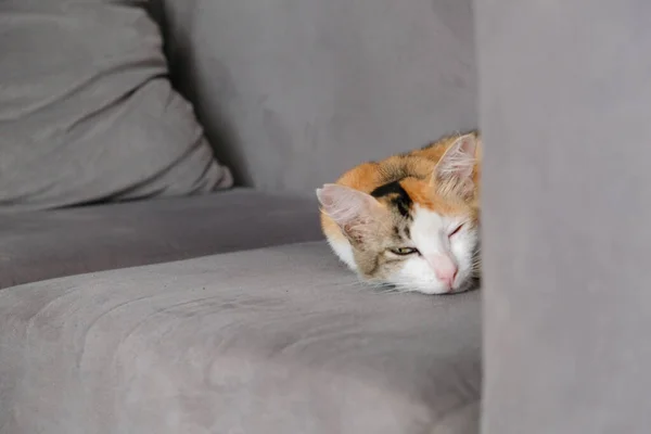 Gato Mesa Dormindo Sofá Sentindo Relaxado — Fotografia de Stock