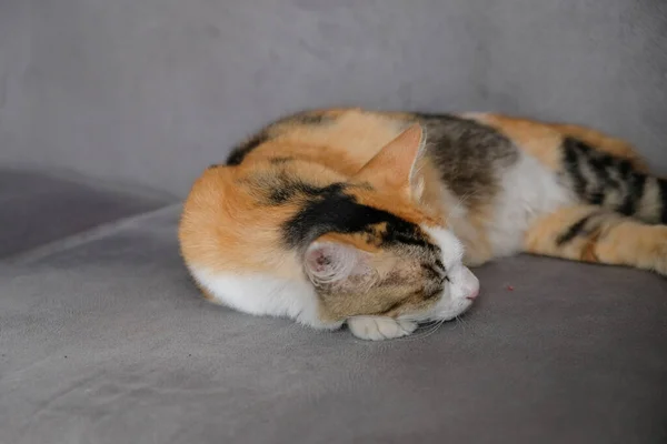 Pisică Tabby Dormind Canapea Simțindu Relaxată — Fotografie, imagine de stoc