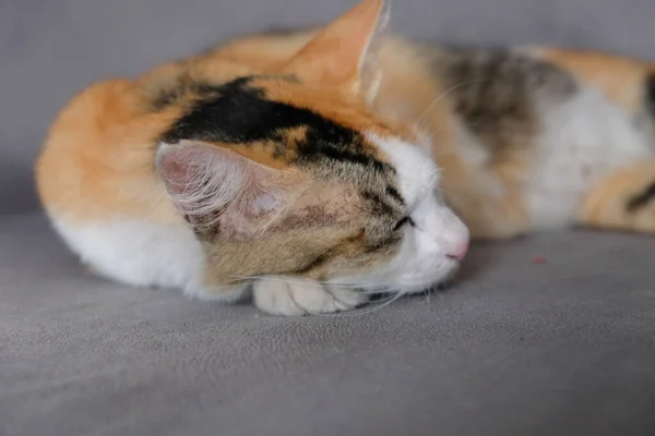 Таббі Кіт Спить Дивані Почуваючись Розслабленим — стокове фото