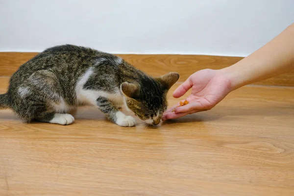 hand giving cat food to cat