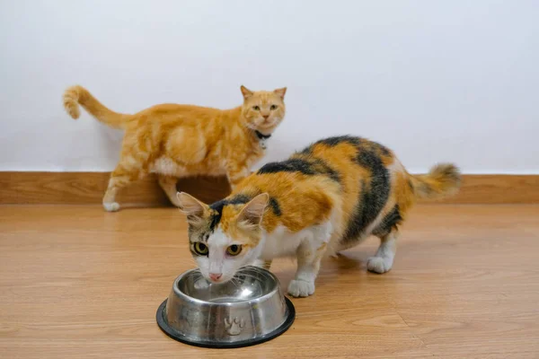 photo of a cat eating cat food in a bowl, while the other cat waiting for the food