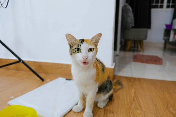 Kucing Tabby Menunggu Untuk Makan — Stok Foto