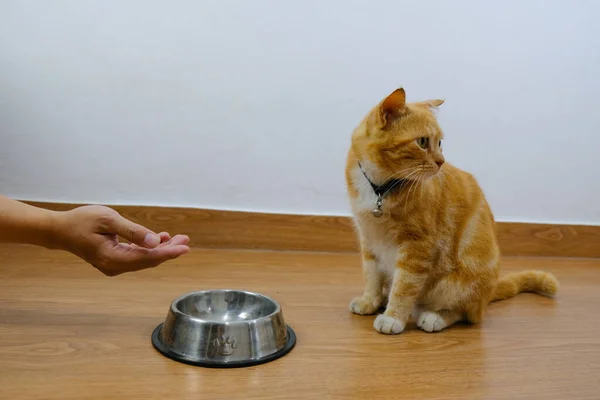 hand giving cat food to cat, while the cat faces to the right