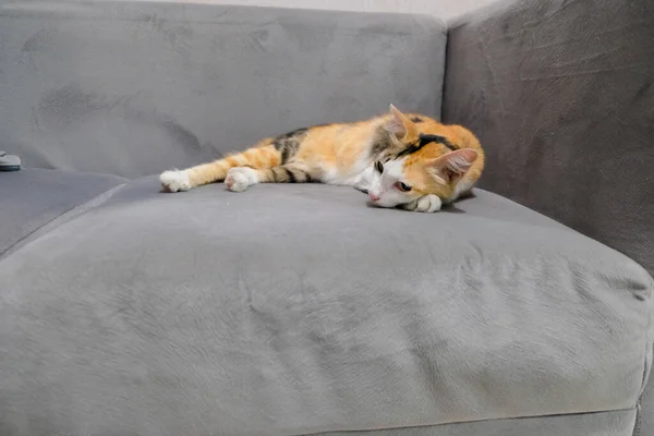 Кошка Которая Спит Диване Чувствуя Себя Расслабленной — стоковое фото