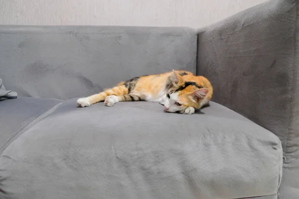 Μια Γάτα Που Κοιμάται Στον Καναπέ Χαλαρώνει — Φωτογραφία Αρχείου