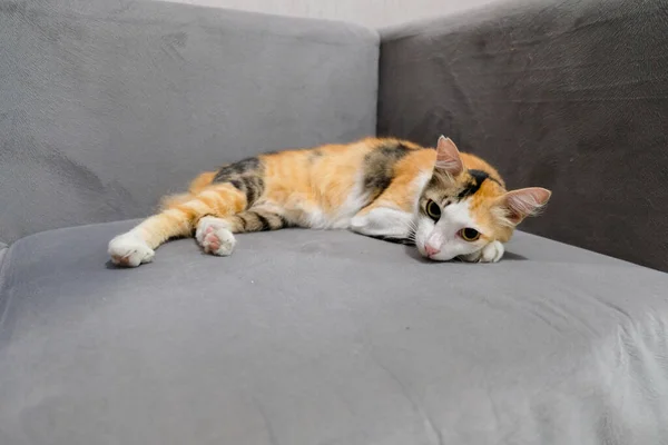 Seekor Kucing Yang Sedang Tidur Sofa Merasa Santai — Stok Foto
