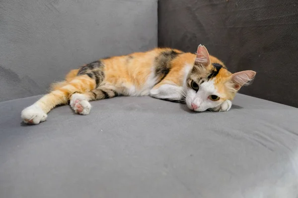 Eine Gestromte Katze Die Auf Einer Couch Schläft Und Sich — Stockfoto