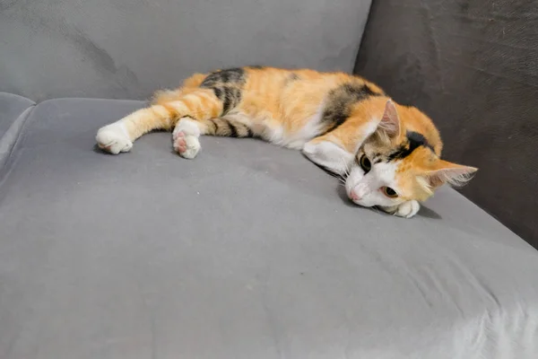 Eine Gestromte Katze Die Auf Einer Couch Schläft Und Sich — Stockfoto