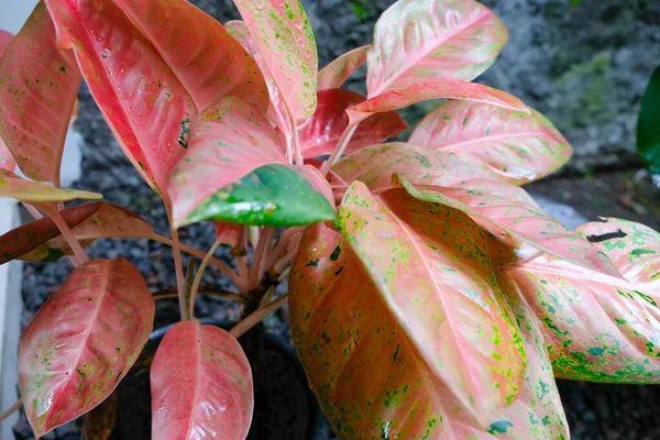 Selective Focus Red Pink Aglonema Plants — Stock Photo, Image
