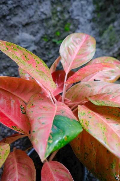 Selective Focus Red Pink Aglonema Plants — Stock Photo, Image