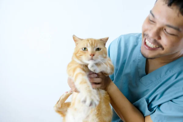 Улыбающийся Азиатский Ветеринар Держит Кота Молодой Доктор Носит Играет Маленьким Стоковое Изображение