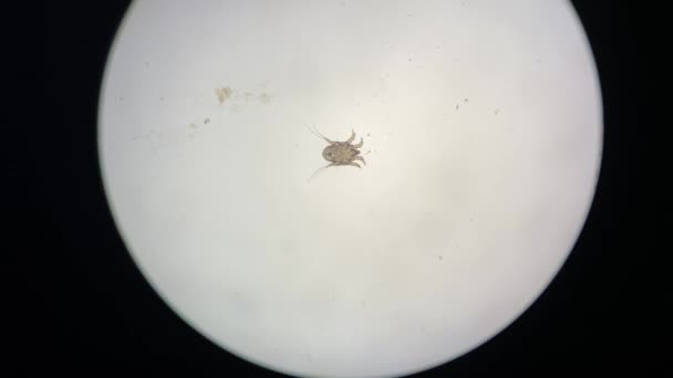 Otodectes Cynotis Ear Mites Microscope Mites Found Cat Ear — Vídeos de Stock