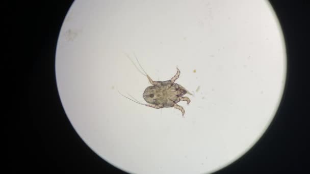 Otodectes Cynotis Ear Mites Microscope Mites Found Cat Ear — Vídeo de stock