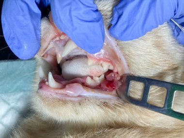 Veterinerdeki kediyi muayene et, yakından çek, kedinin ağzını incele.