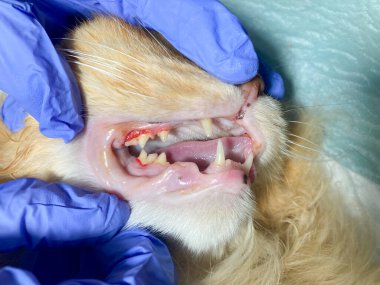 Veterinerdeki kediyi muayene et, yakından çek, kedinin ağzını incele.