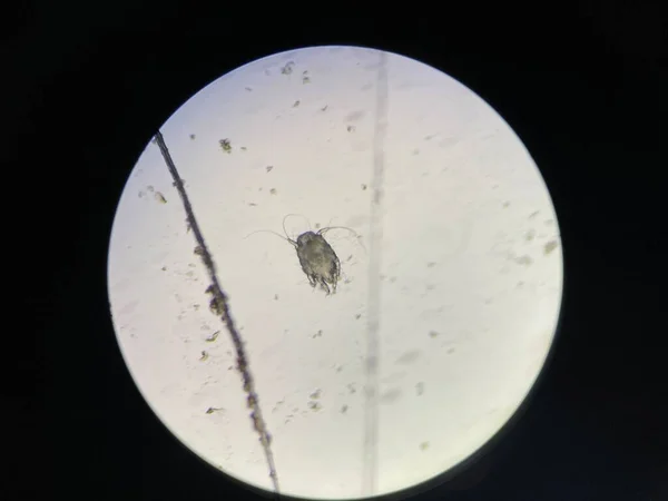 Otodectes Cynotis Ear Mites Microscope Mites Found Cat Ear — стоковое фото