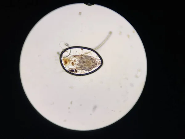 Otodectes Cynotis Ear Mites Microscope Mites Found Cat Ear — Stock fotografie