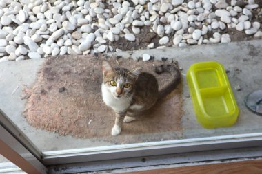 Bahçede arka planı bulanık bir kedinin yakın plan fotoğrafı.