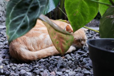 Uyuyan kızıl erkek kedi. Mükemmel bir rüya. Kızıl kedi bahçede kayalık yüzeyde uyuyor..