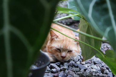 Uyuyan kızıl erkek kedi. Mükemmel bir rüya. Kızıl kedi bahçede kayalık yüzeyde uyuyor..