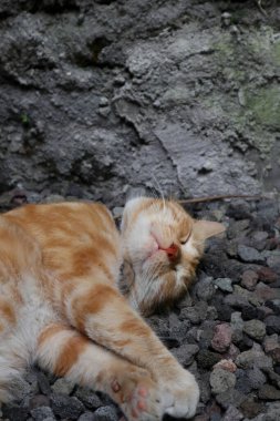 Uyuyan kızıl erkek kedi. Mükemmel bir rüya. Kızıl kedi bahçede kayalık yüzeyde uyuyor..