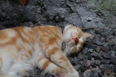 Uyuyan kızıl erkek kedi. Mükemmel bir rüya. Kızıl kedi bahçede kayalık yüzeyde uyuyor..