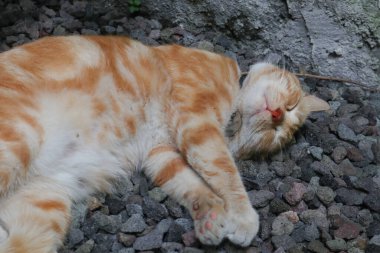 Uyuyan kızıl erkek kedi. Mükemmel bir rüya. Kızıl kedi bahçede kayalık yüzeyde uyuyor..