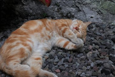 Uyuyan kızıl erkek kedi. Mükemmel bir rüya. Kızıl kedi bahçede kayalık yüzeyde uyuyor..