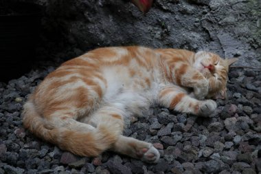 Uyuyan kızıl erkek kedi. Mükemmel bir rüya. Kızıl kedi bahçede kayalık yüzeyde uyuyor..