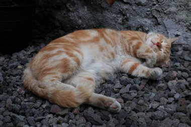Uyuyan kızıl erkek kedi. Mükemmel bir rüya. Kızıl kedi bahçede kayalık yüzeyde uyuyor..