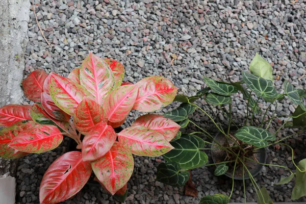 Red Aglonema, Red ruby aglonema plant and colorful