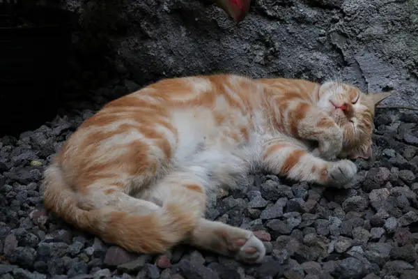 Sleeping ginger tomcat - perfect dream. Ginger cat sleeping on rocky surface in the garden.