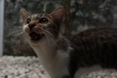 Bahçede oynayan kedi yavrusu