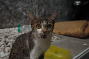 Bahçede oynayan kedi yavrusu