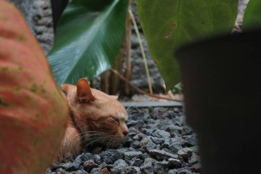 Uyuyan kızıl erkek kedi. Mükemmel bir rüya. Kızıl kedi bahçede kayalık yüzeyde uyuyor..