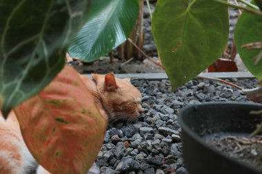 Uyuyan kızıl erkek kedi. Mükemmel bir rüya. Kızıl kedi bahçede kayalık yüzeyde uyuyor..